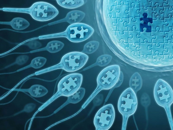Что такое сперма (семенная жидкость, эякулят)?